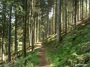 Le sentier continue à descendre au milieu de la typique forêt de résineux du Corroy